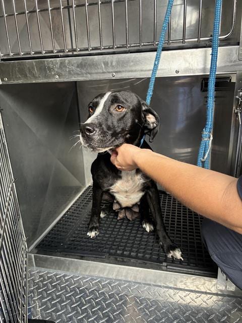 Photo of Felicia, adoptable Mixed Breed