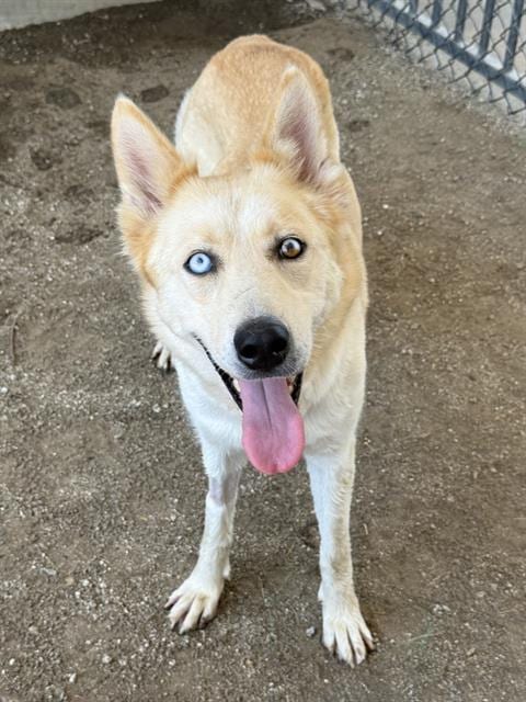 Photo of Cutie Pie, adoptable Siberian Husky in Riverside, California