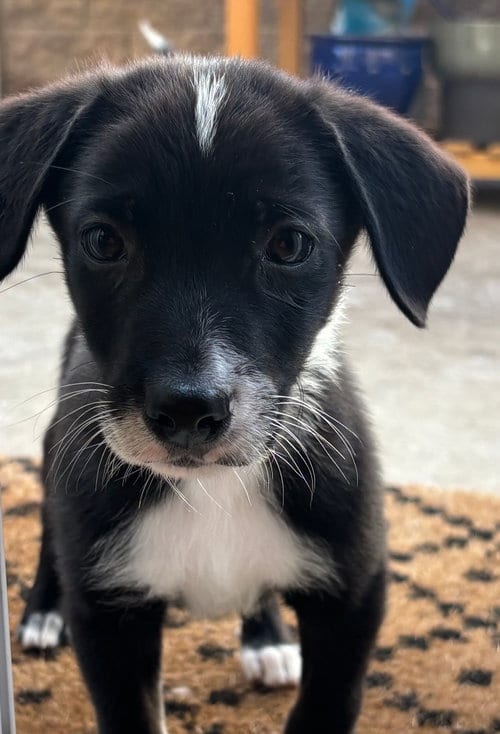 Photo of Sterling, adoptable Unknown breed in Rancho Santa Fe, California