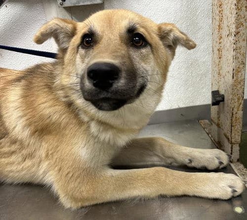 Photo of Roxie, adoptable German Shepherd Dog in ROSEVILLE, California