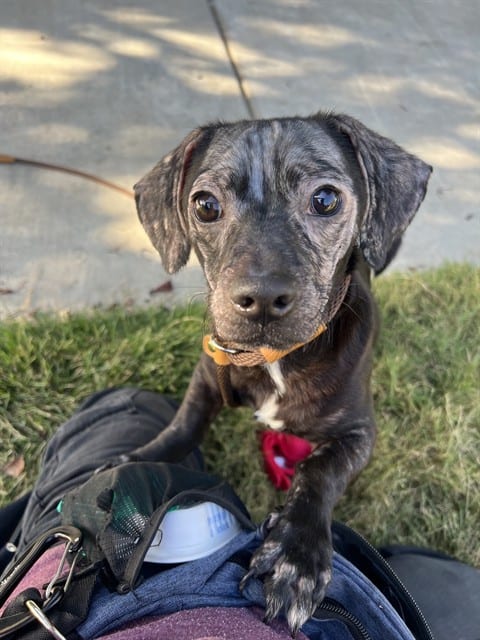 Photo of Cola, adoptable Dachshund and Chihuahua - Smooth Coated in San José, California