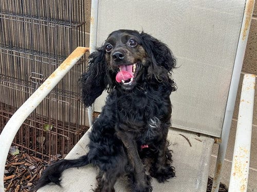 Photo of Anakin, adoptable Cocker Spaniel in Orange, California