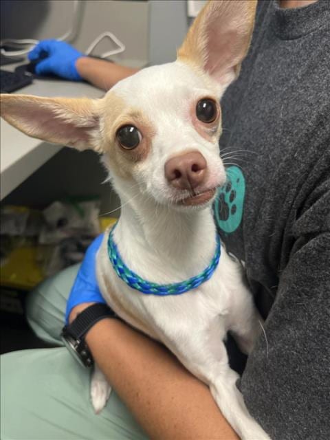 Photo of Whipp Cream, adoptable Chihuahua in Las Vegas, Nevada