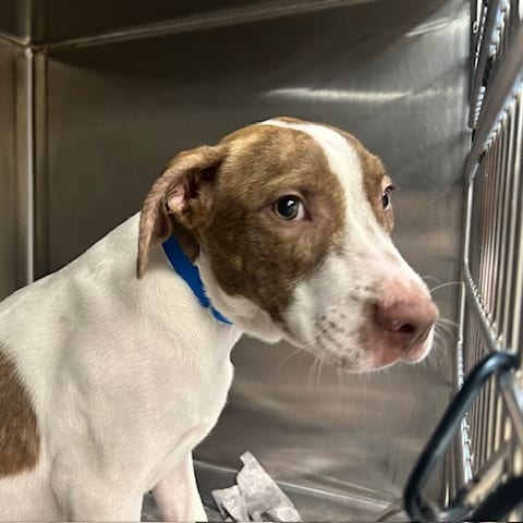 Photo of Ben, adoptable Mixed Breed (Large)