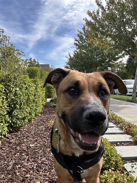 Photo of Reedy, adoptable Pit Bull Terrier in Sacramento, California