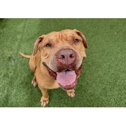 Photo of Creme, adoptable American Bulldog in Ft Lauderdale, Florida