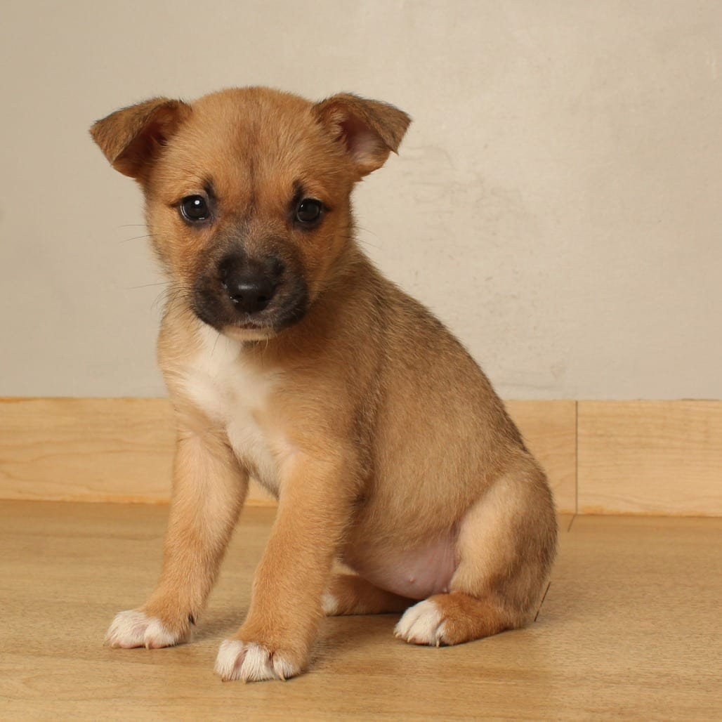 Photo of Cauldron D71375, adoptable Terrier, American Pit Bull in Minnesota, Minnesota