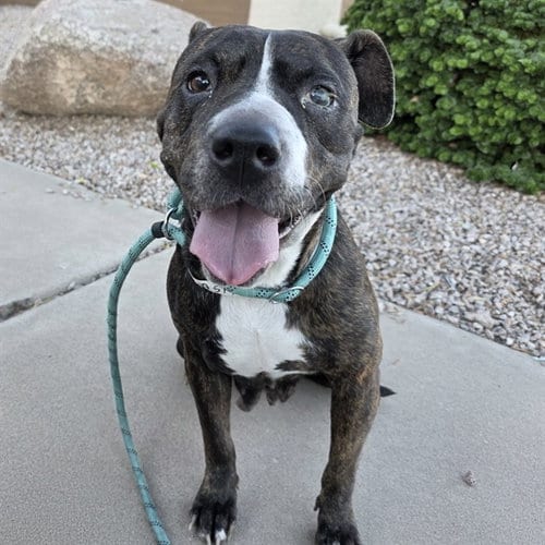 Photo of Lola, adoptable American Staffordshire Terrier in Mesa, Arizona