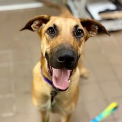 Photo of Scooby Doo, adoptable Mixed Breed (Large) in New York, New York