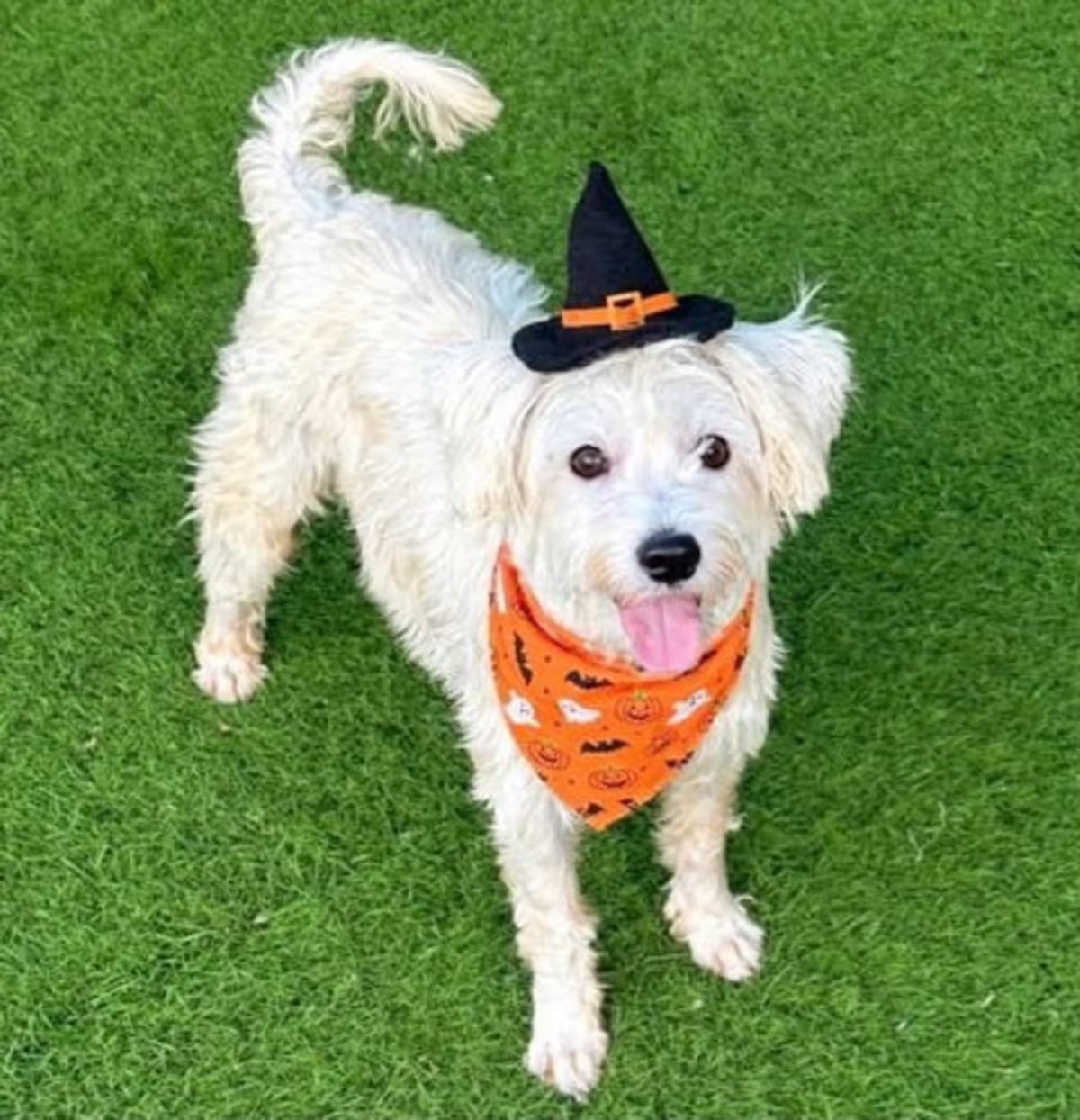 Photo of Carly, adoptable Terrier (Unknown Type, Medium) Yorkie, Yorkshire Terrier in PHOENIX, Arizona