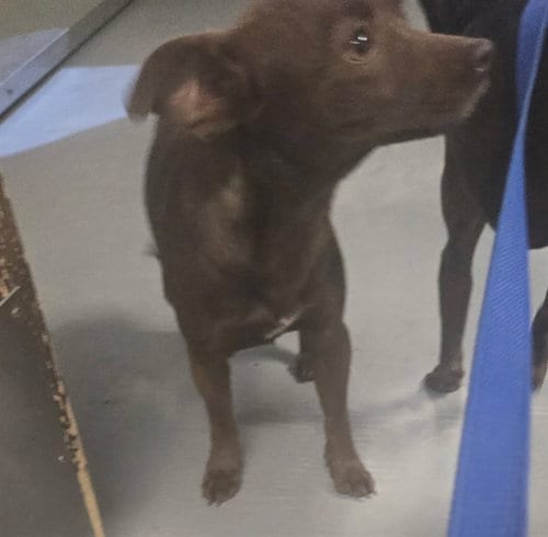 Photo of A171487, adoptable Chihuahua in Bakersfield, California