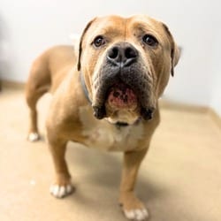 Photo of A248114, adoptable American Staffordshire Terrier in Aurora, Colorado
