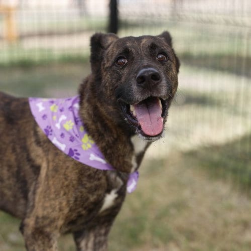 Photo of Buck, adoptable German Shepherd Dog in San Antonio, Texas