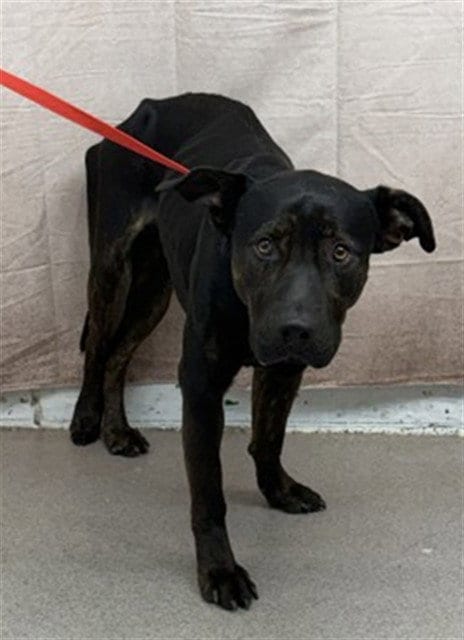 Photo of Xavier, adoptable Labrador Retriever in San Bernardino, California