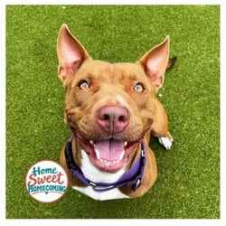Photo of Maggie, adoptable American Pit Bull Terrier in Lakeland, Florida