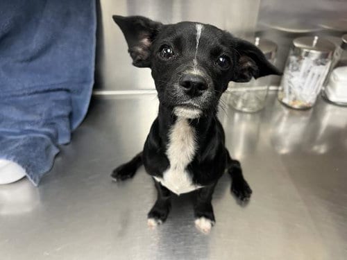 Photo of Mitsi, adoptable Chihuahua in HESPERIA, California