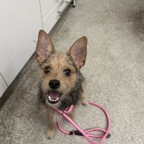 Photo of Gator, adoptable Yorkshire Terrier Yorkie in Alameda, California