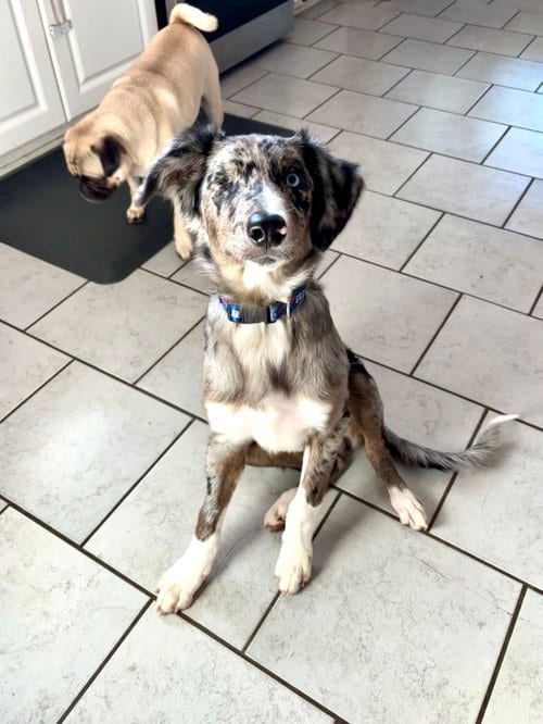 Photo of Cloud, adoptable Australian Shepherd in Tonawanda, New York