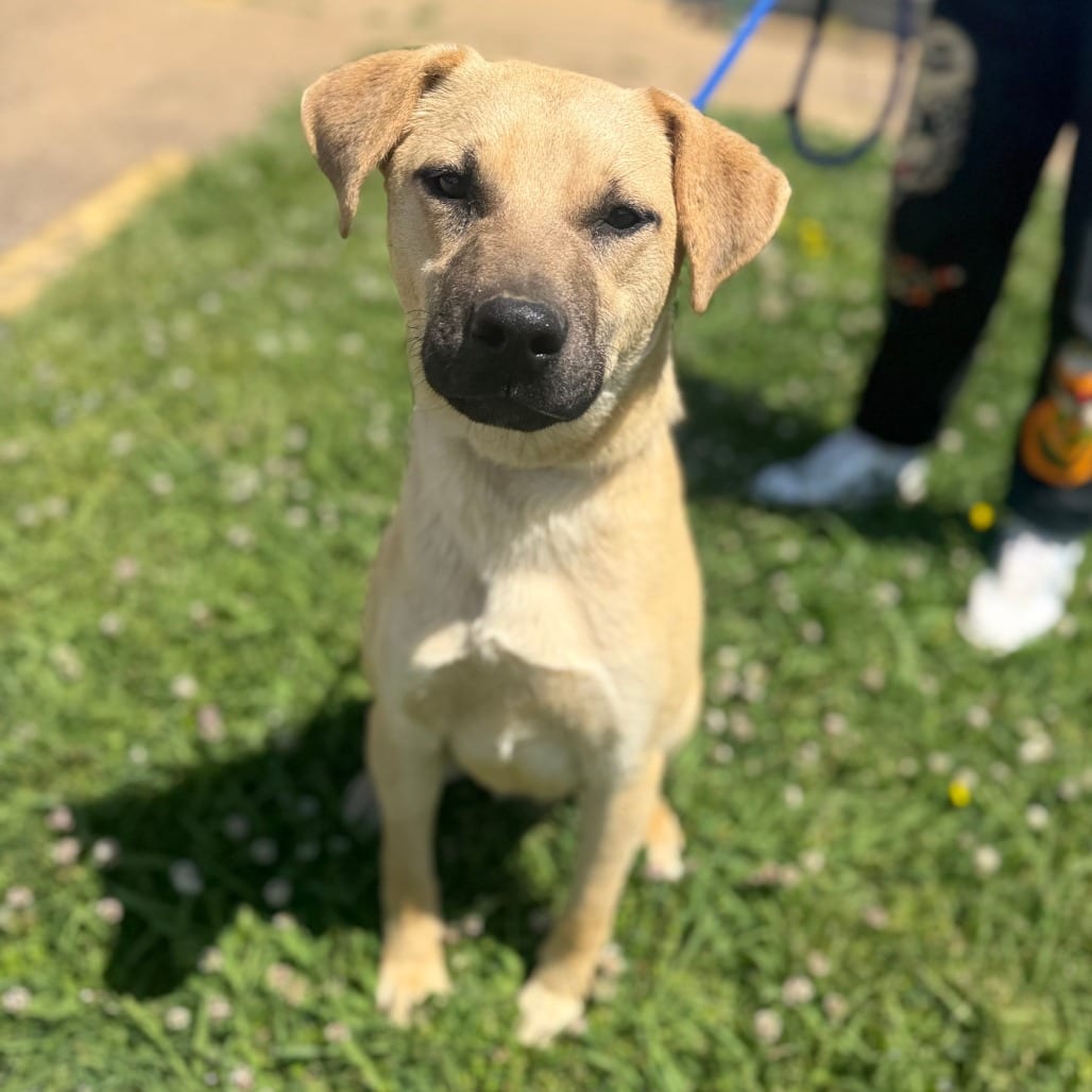 Photo of Chong, adoptable Mixed Breed (Large) in Corinth, Mississippi