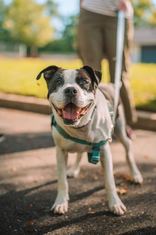 Photo of Jett, adoptable American Staffordshire Terrier in Lawrenceville, New Jersey