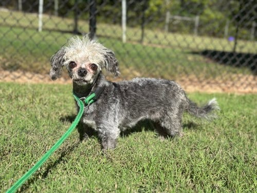 Photo of Lil Dolly Sep 26, adoptable Poodle (unknown type) in Pacolet, South Carolina