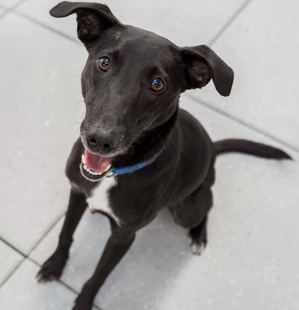 Photo of Julian, adoptable Labrador Retriever Bearded Collie in New York, New York