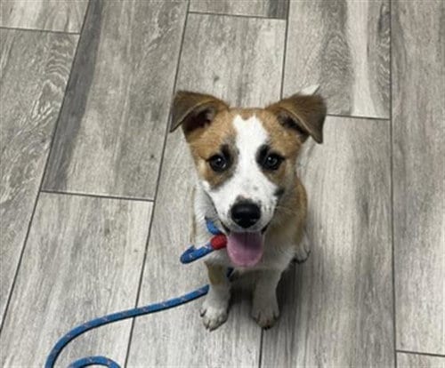 Photo of Pickles, adoptable Terrier in Redlands, California