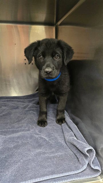 Photo of Baby Billy, adoptable Labrador Retriever in Rancho Cucamonga, California