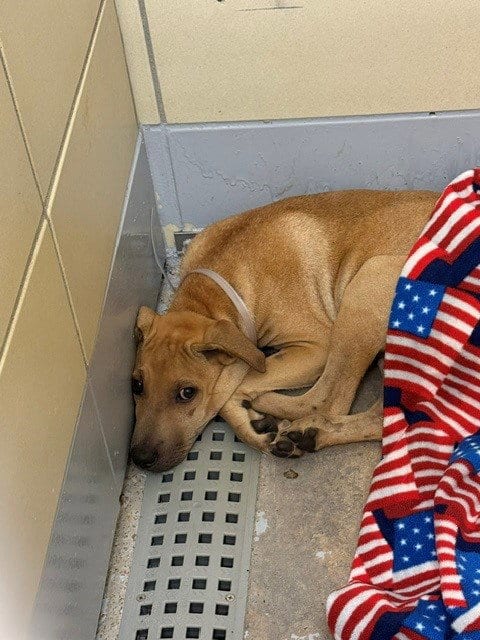 Photo of A2096986, adoptable Staffordshire Bull Terrier in Houston, Texas