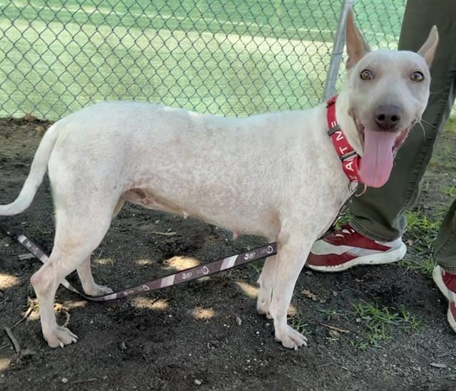Photo of Senior Xoloitzcuintli mix, adoptable Xoloitzcuintli mix in Devore, California