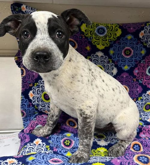 Photo of Carlos, adoptable Australian Cattle Dog/Blue Heeler in HESPERIA, California