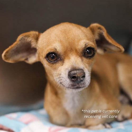 Photo of Chewy, adoptable Chihuahua in San Antonio, Texas