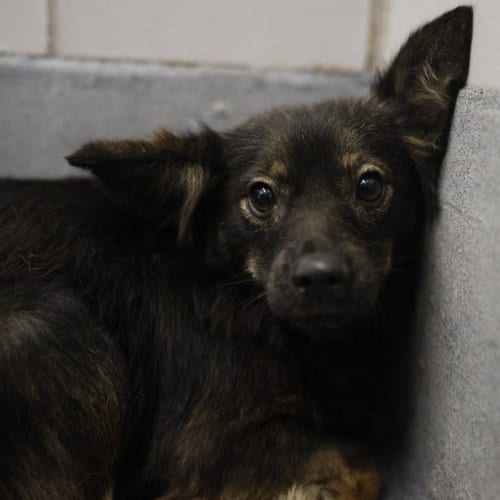 Photo of Echo, adoptable Terrier in San Antonio, Texas