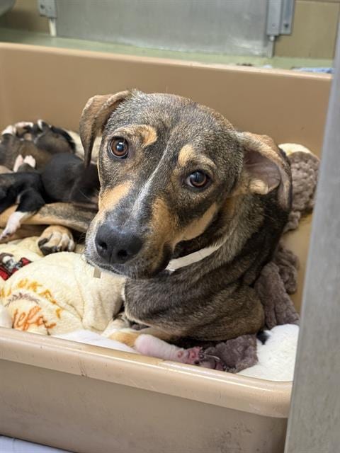 Photo of Lilly, adoptable German Shepherd Dog in Riverside, California