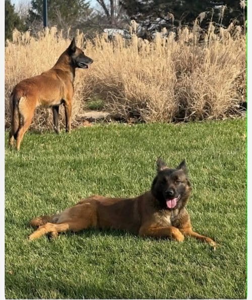 Photo of Azly - Located in Colorado, adoptable Belgian Shepherd Malinois in Imlay City, Michigan