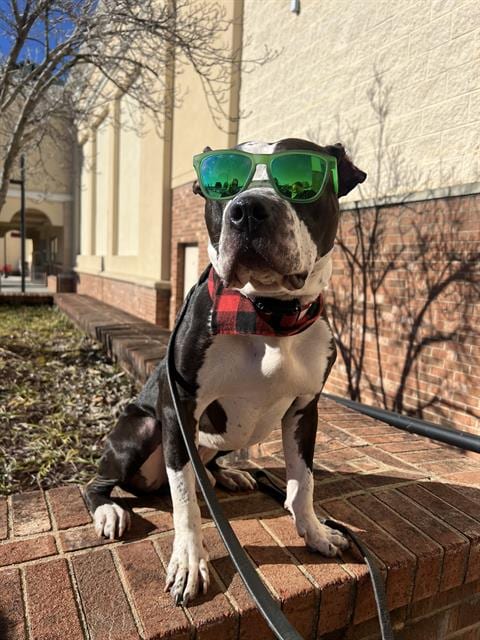 Photo of Gulliver, adoptable Pit Bull Terrier in Charlotte, North Carolina