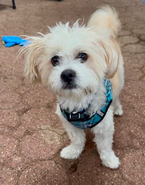Photo of Gem, adoptable Shih Tzu in North Babylon, New York