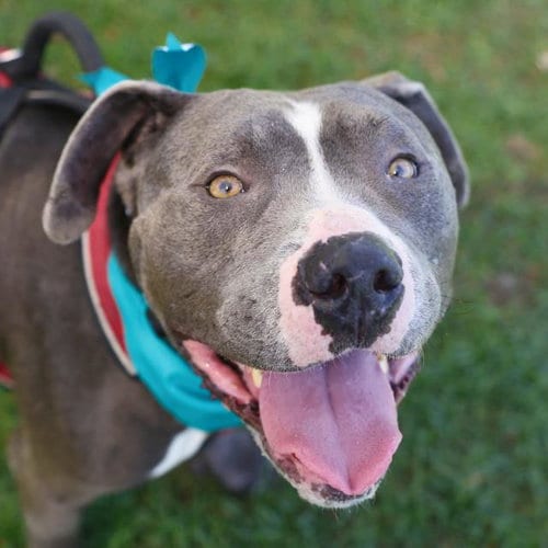 Photo of Crow, adoptable American Staffordshire Terrier in San Antonio, Texas