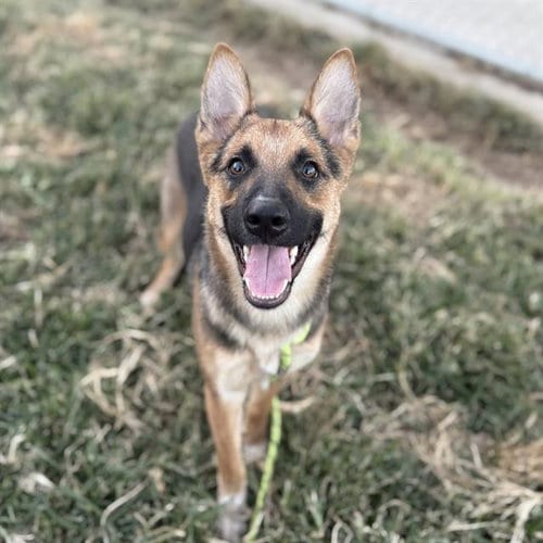 Photo of Aqua, adoptable German Shepherd Dog in Modesto, California