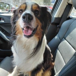 Photo of Finley, adoptable Border Collie in Albany, New York