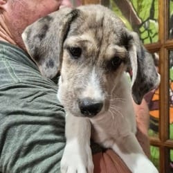 Photo of Paul, adoptable Hound (Unknown Type) Mixed Breed (Medium) in Frederick, Maryland