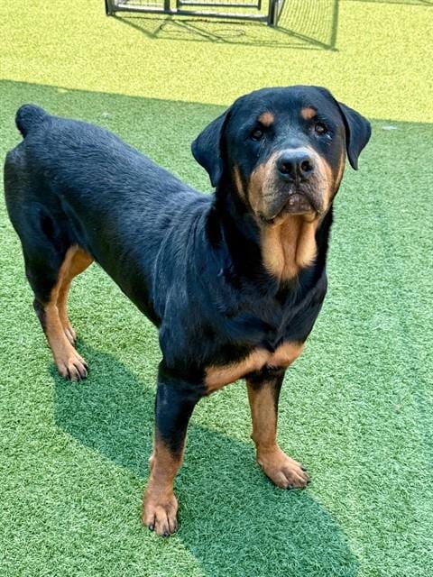 Photo of Oso, adoptable Rottweiler in Dallas, Texas