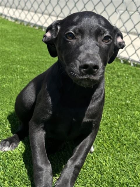 Photo of Ruby, adoptable Pit Bull Terrier in Texas City, Texas