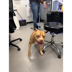 Photo of Jeremy, adoptable Mixed Breed (Medium) in New Castle, Delaware