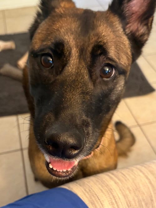 Photo of Volt - Located in Georgia, adoptable Belgian Shepherd Malinois in Imlay City, Michigan