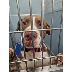 Photo of Oscar, adoptable American Pit Bull Terrier in Baton Rouge, Louisiana