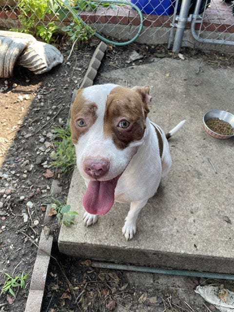 Photo of Moo-Ana, adoptable American Staffordshire Terrier in Lee's Summit, Missouri