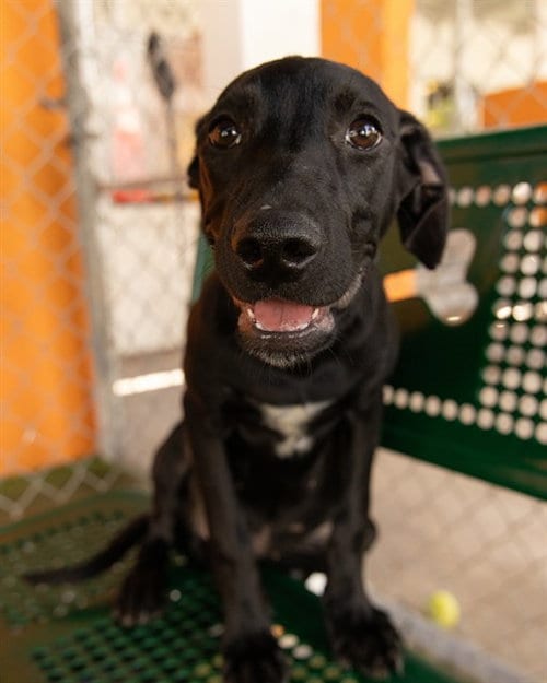 Photo of Daisy, adoptable Labrador Retriever in Miami, Florida