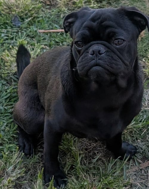Photo of Miles, adoptable Pug in San Bernardino, California