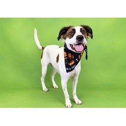 Photo of Luna, adoptable Border Collie in Ft Lauderdale, Florida